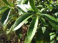Australian Cheesewood / Pittosporum undulatum 
